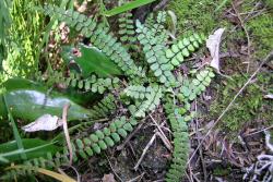 Asplenium trichomanes. Mature plant growing terrestrially. 
 Image: L.R. Perrie © Te Papa CC BY-NC 3.0 NZ